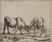 TvB G 0487
<br/>
Twee stieren met de horens in elkaar verstrengeld
<br/>
<em>Bije, Marcus de (1639-ca. 1690)</em>
